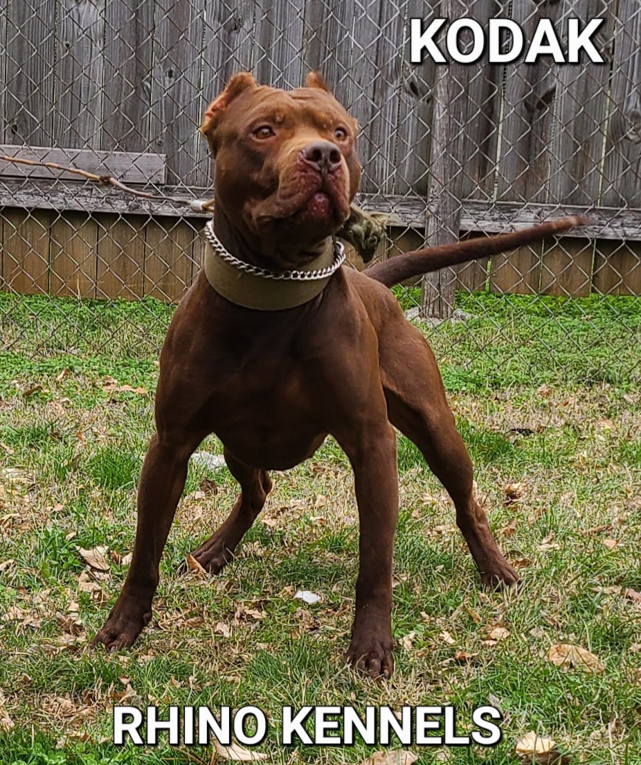 Wilder store pitbull kennels